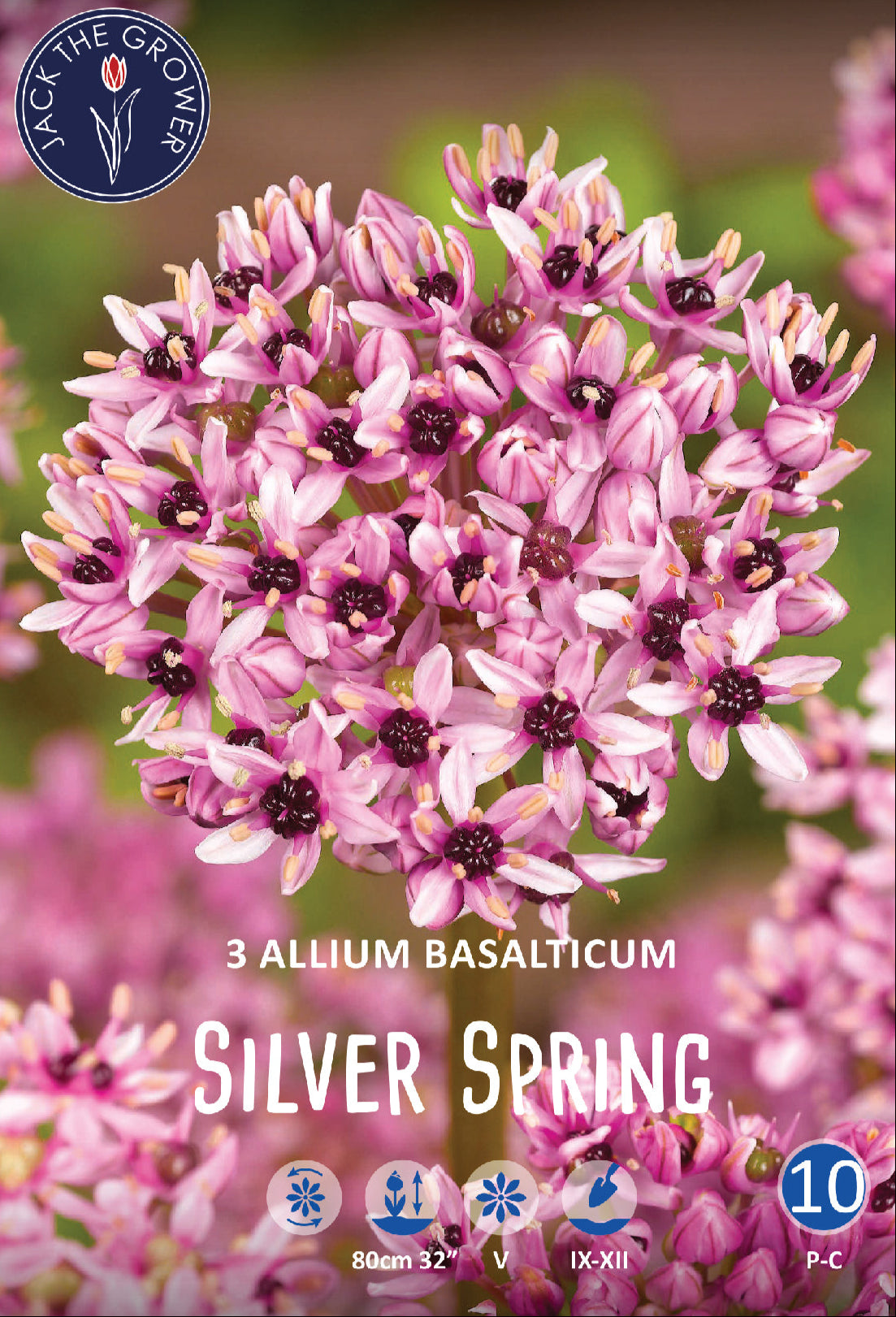 Allium Silver Spring Jack the Grower