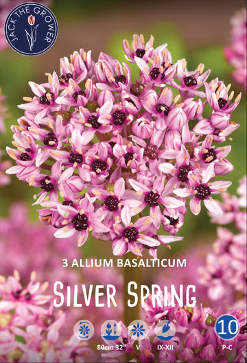Allium Silver Spring Jack the Grower