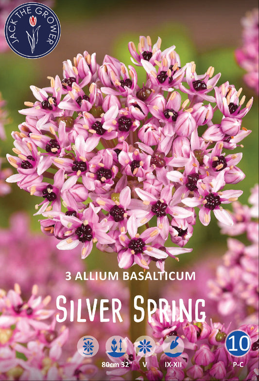 Allium Silver Spring Jack the Grower