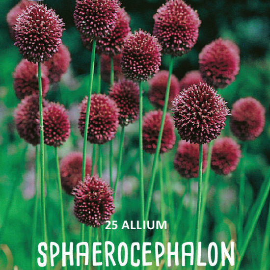 Allium Sphaerocephalon Jack the Grower