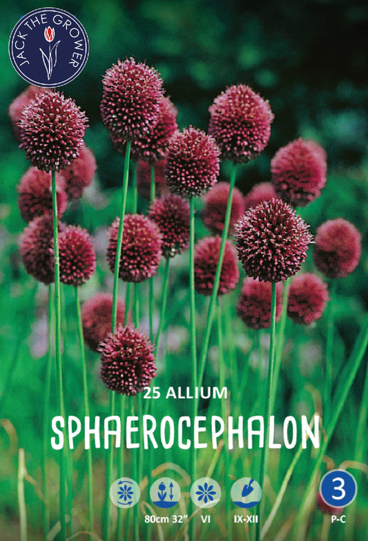 Allium Sphaerocephalon Jack the Grower