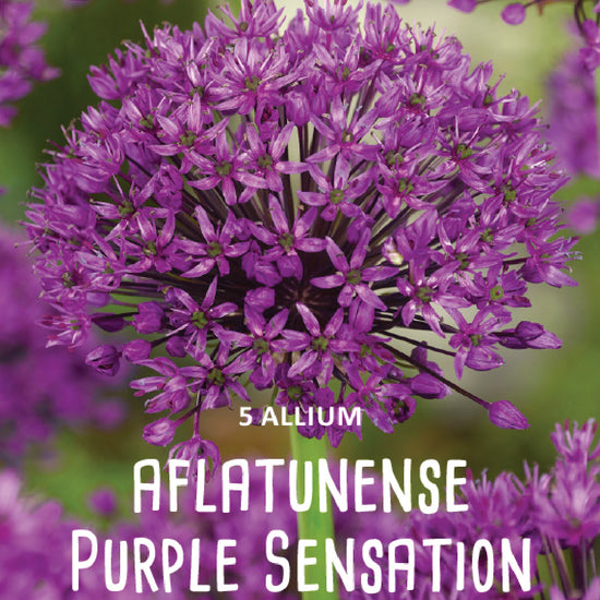Allium Aflatunense Purple Sensation Jack the Grower