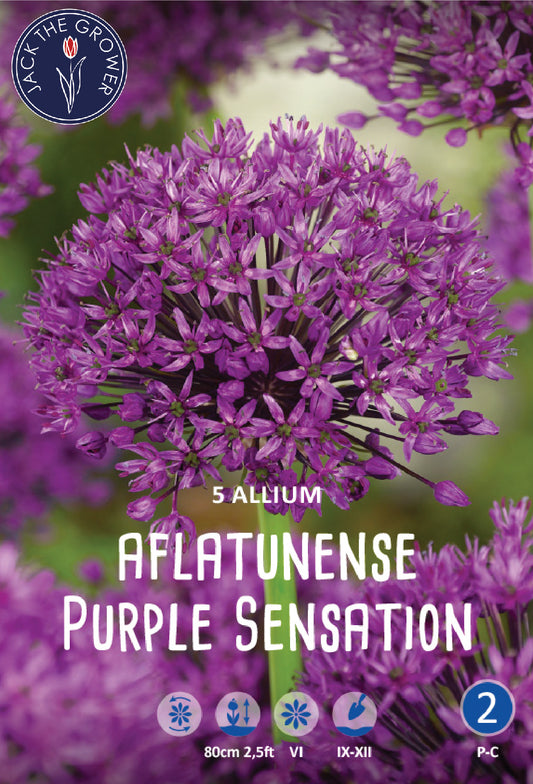 Allium Aflatunense Purple Sensation Jack the Grower