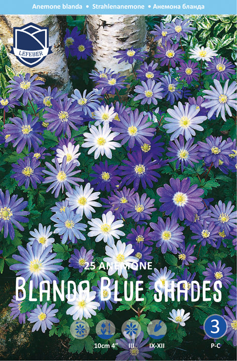 Anemone Blanda Blue Shades Jack the Grower