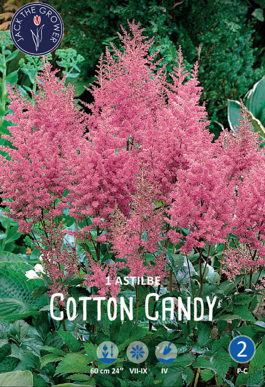 Astilbe Arendsii Cotton Candy