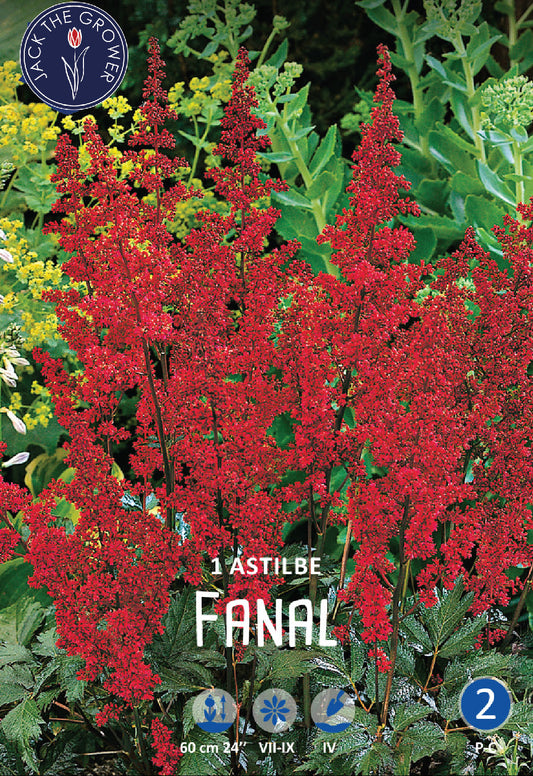 Astilbe Arendsii Fanal