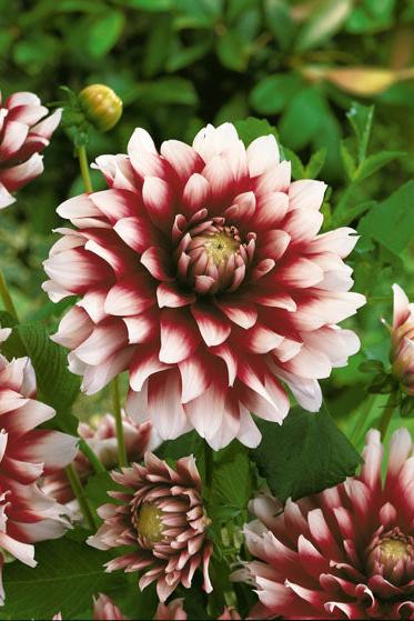 Dahlia Mystery Day