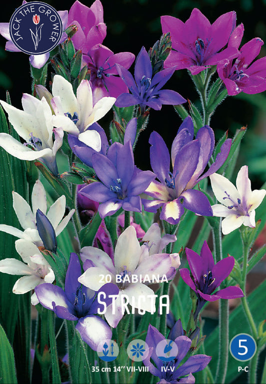 Babiana Stricta