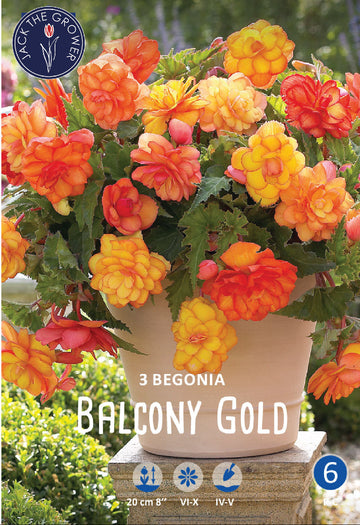 Begonia Balcony Gold