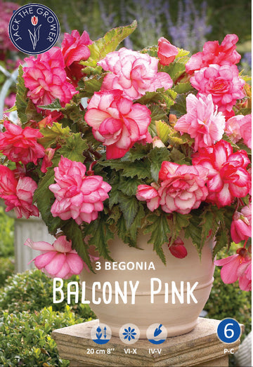 Begonia Balcony Pink