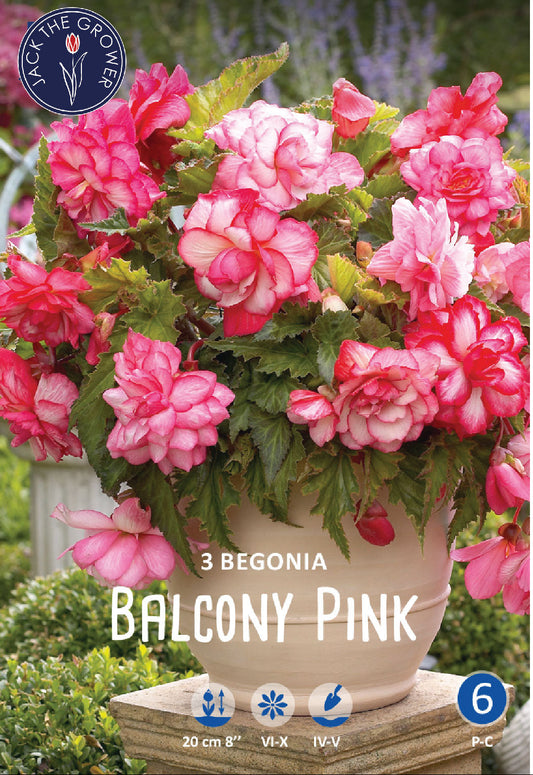 Begonia Balcony Pink