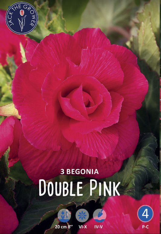 Begonia Double Pink