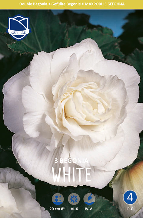 Begonia Double White