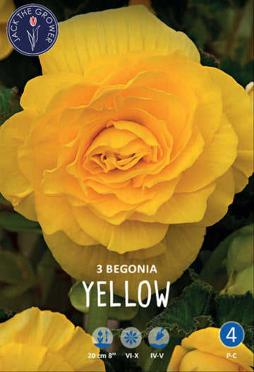 Begonia Double Yellow
