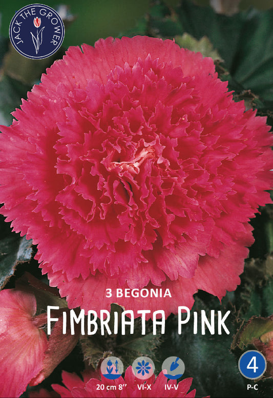 Begonia Fimbriata Pink