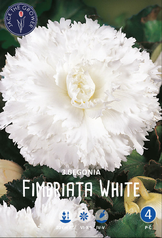 Begonia Fimbriata White
