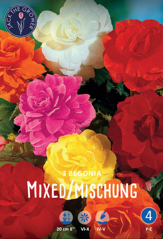 Begonia Double Mixed