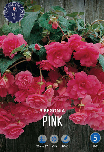 Begonia Pendula Pink