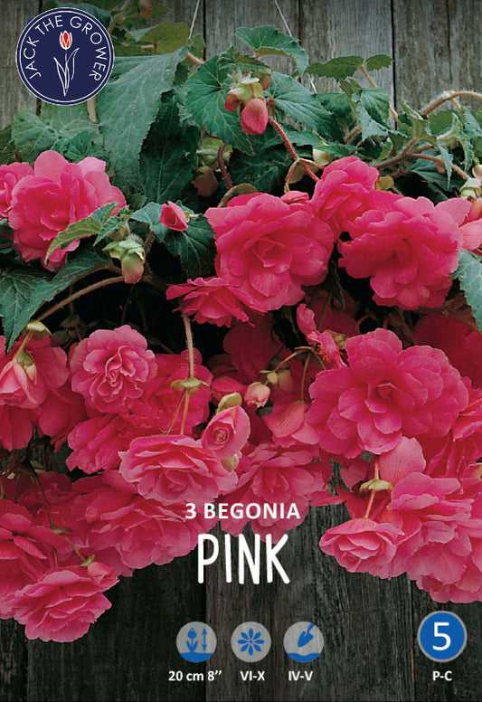 Begonia Pendula Pink
