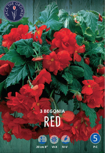 Begonia Pendula Red