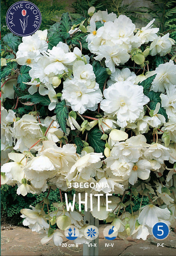 Begonia Pendula White