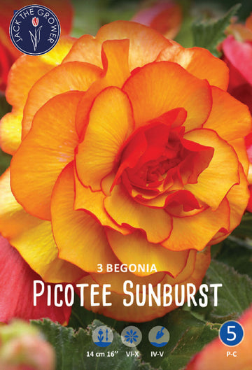 Begonia Picotee Sunburst