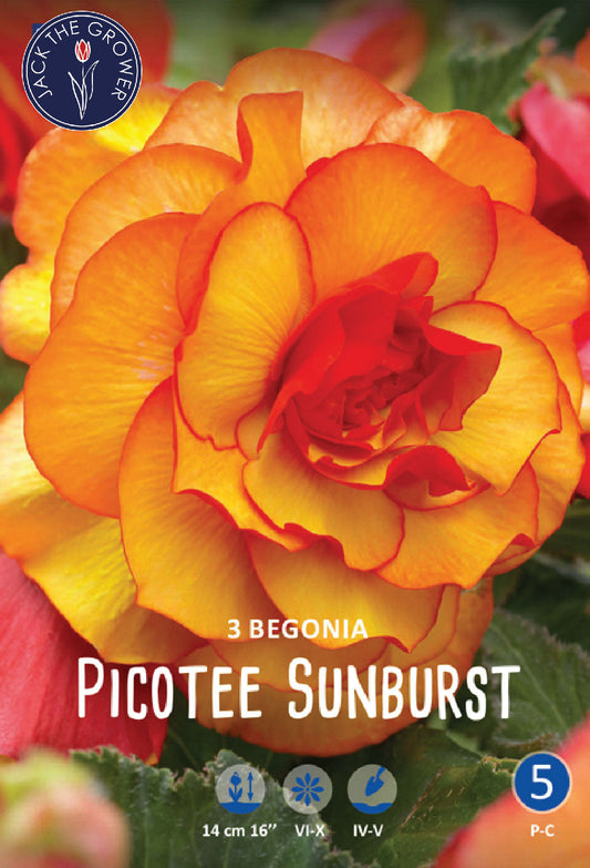 Begonia Picotee Sunburst