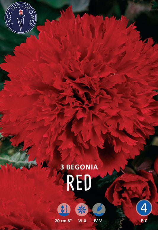 Begonia Fimbriata Red