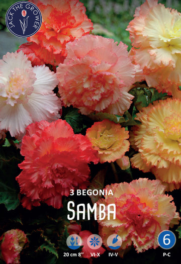 Begonia Fringed Samba