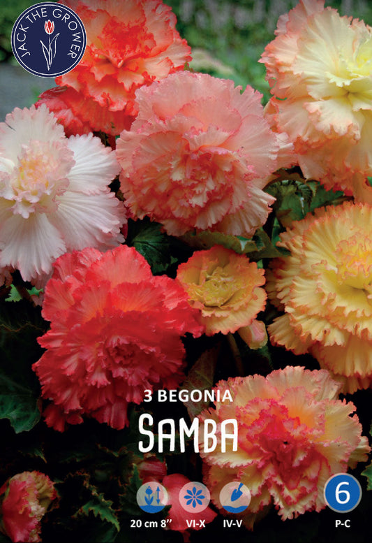 Begonia Fringed Samba