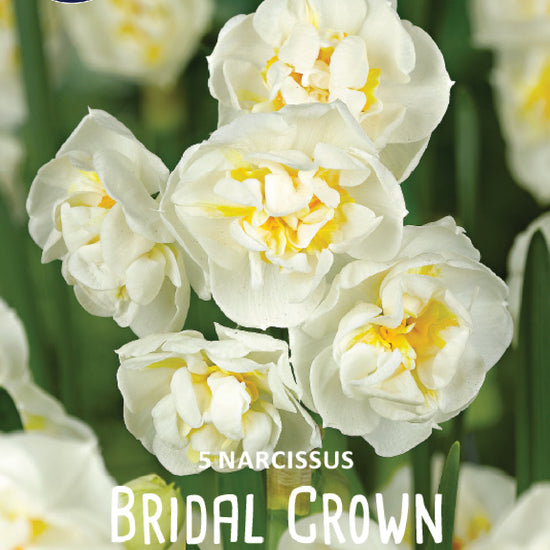 Narcissus Bridal Crown Jack the Grower