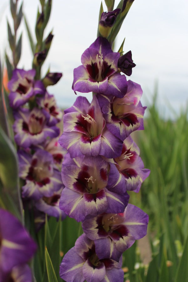 Gladiolus Circus Color Jack the Grower