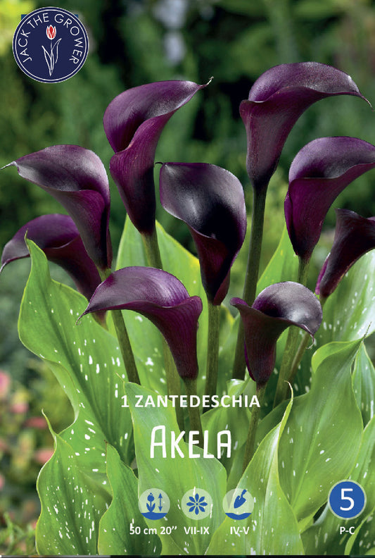 Calla (syn. Zantedeschia) Akela