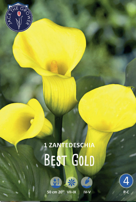 Calla (syn. Zantedeschia) Best Gold