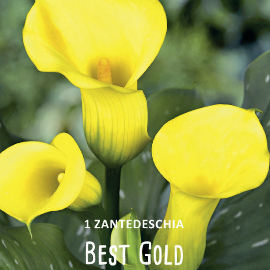 Calla (syn. Zantedeschia) Best Gold Jack the Grower