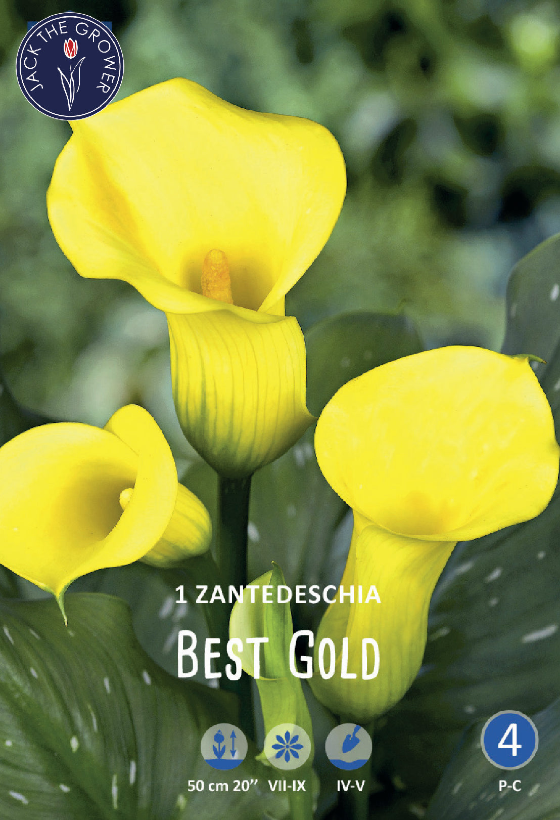 Calla (syn. Zantedeschia) Best Gold Jack the Grower