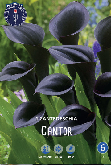 Calla (syn. Zantedeschia) Cantor