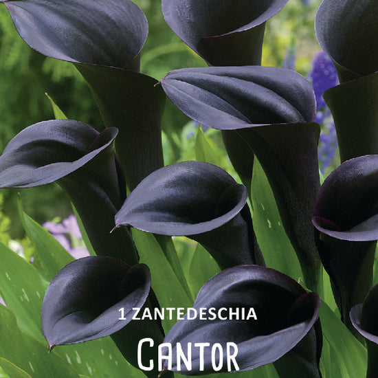 Calla (syn. Zantedeschia) Cantor Jack the Grower