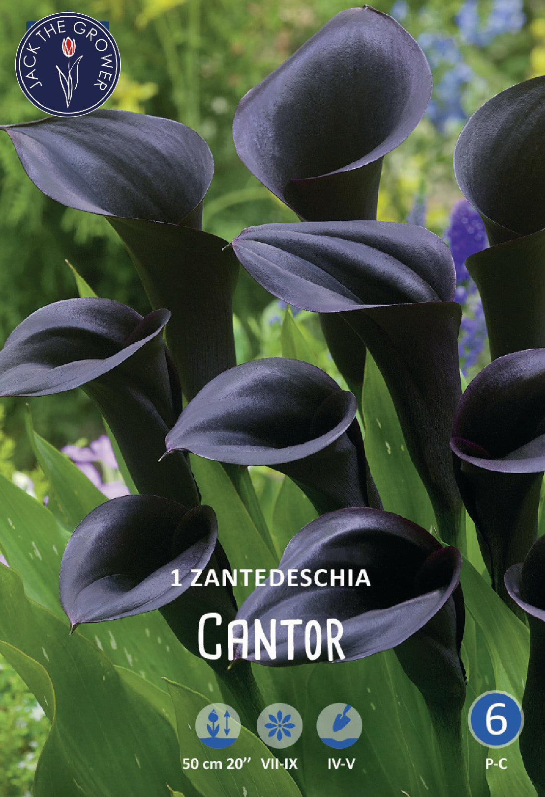 Calla (syn. Zantedeschia) Cantor Jack the Grower
