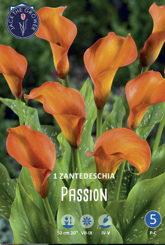 Calla (syn. Zantedeschia) Passion