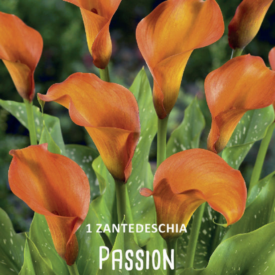 Calla (syn. Zantedeschia) Passion Jack the Grower