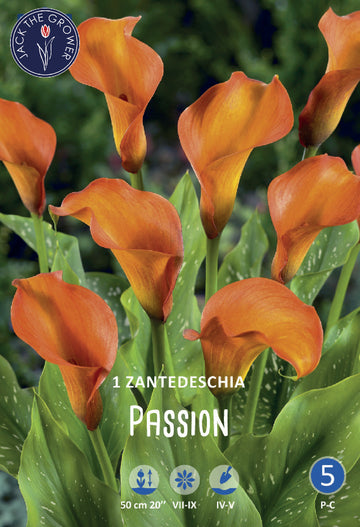 Calla (syn. Zantedeschia) Passion Jack the Grower