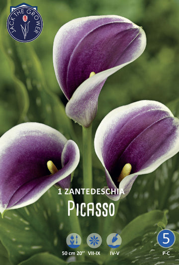 Calla (syn. Zantedeschia) Picasso