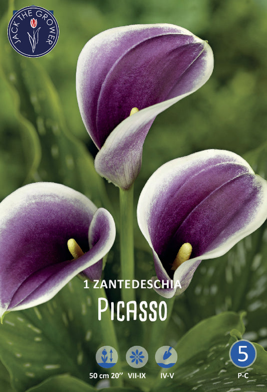 Calla (syn. Zantedeschia) Picasso Jack the Grower
