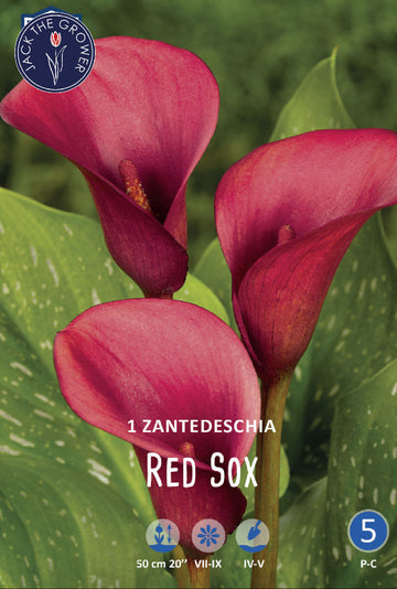 Calla (syn. Zantedeschia) Red Sox