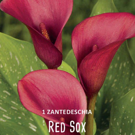 Calla (syn. Zantedeschia) Red Sox