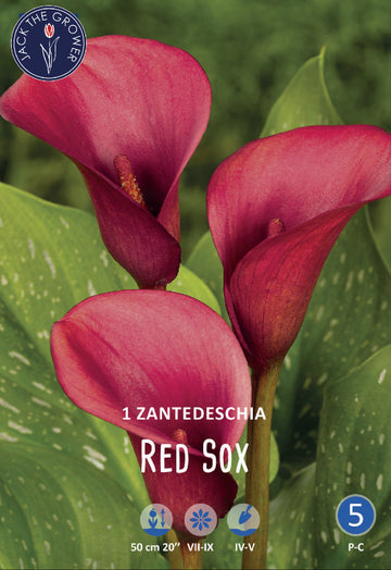 Calla (syn. Zantedeschia) Red Sox