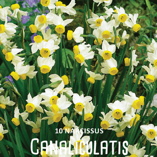 Narcissus Canaliculatis Jack the Grower