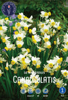 Narcissus Canaliculatis Jack the Grower