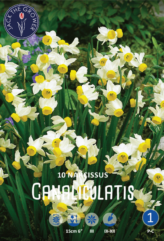 Narcissus Canaliculatis Jack the Grower